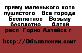 приму маленького кота пушистого - Все города Бесплатное » Возьму бесплатно   . Алтай респ.,Горно-Алтайск г.